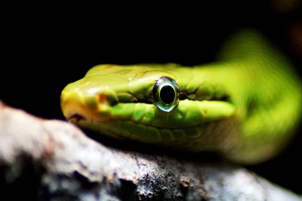 close up of snake eyes to answer do snake have eyelids 
