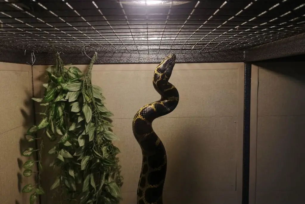 snake in cage to answer do snakes like being in cages 