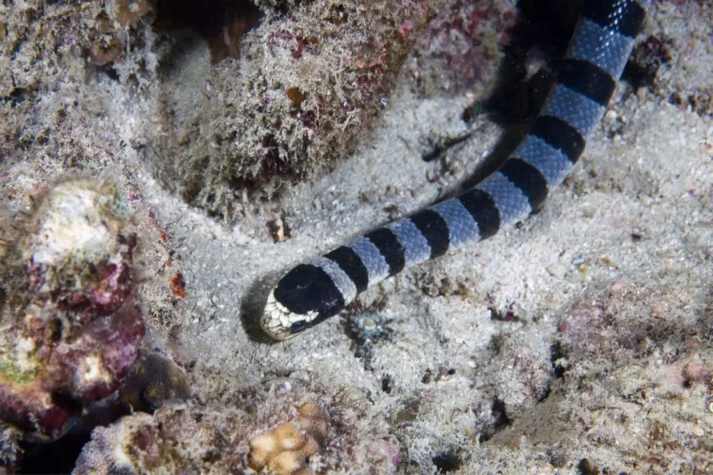 sea snake underwater to show how long can snakes hold their breath 