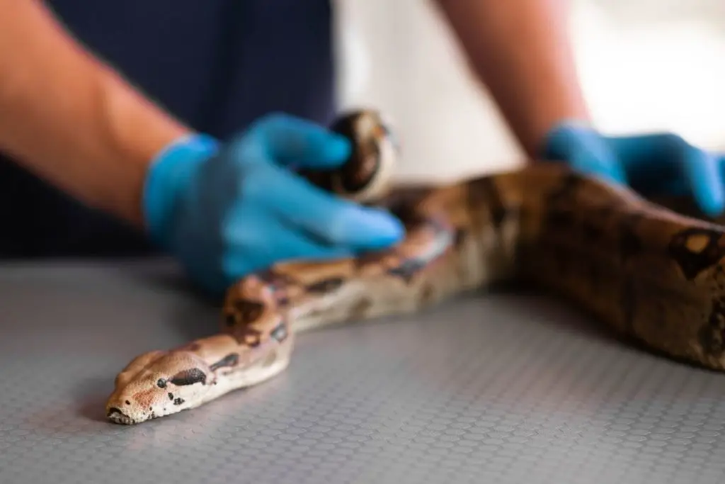sick snake at the vet to answer do snakes need vaccinations 