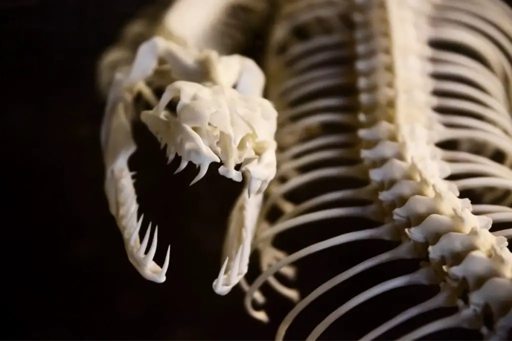 snake skeleton to answer do snakes have bones 