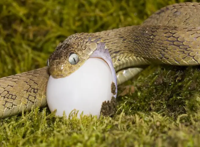 snake eating eggs to show what human foods snakes can eat 
