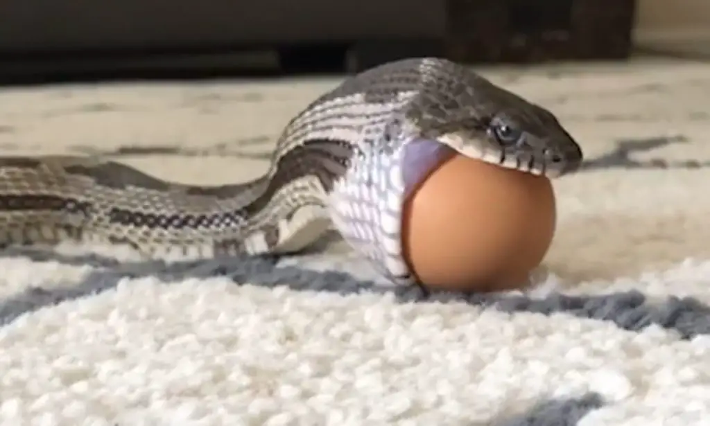 snake eating a whole egg to show how can snakes eat eggs