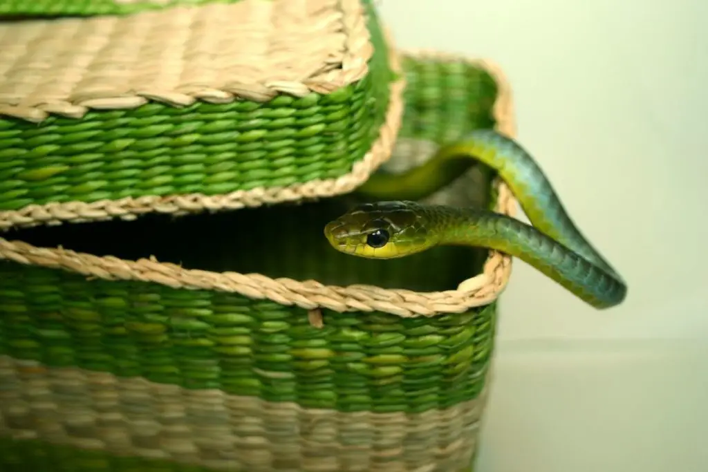 snake getting out of basket answer why does my snake keep trying to escape 