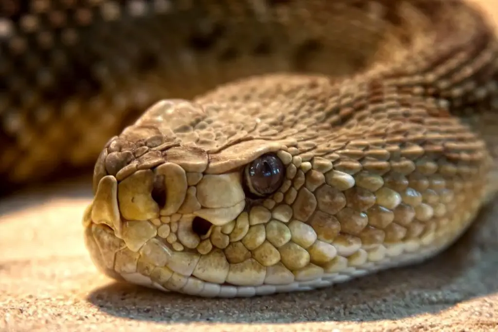 close up of snake head to answer can snakes live if cut in half 