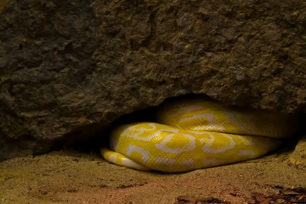 snake hibernating to show why do snakes hibernate in houses 