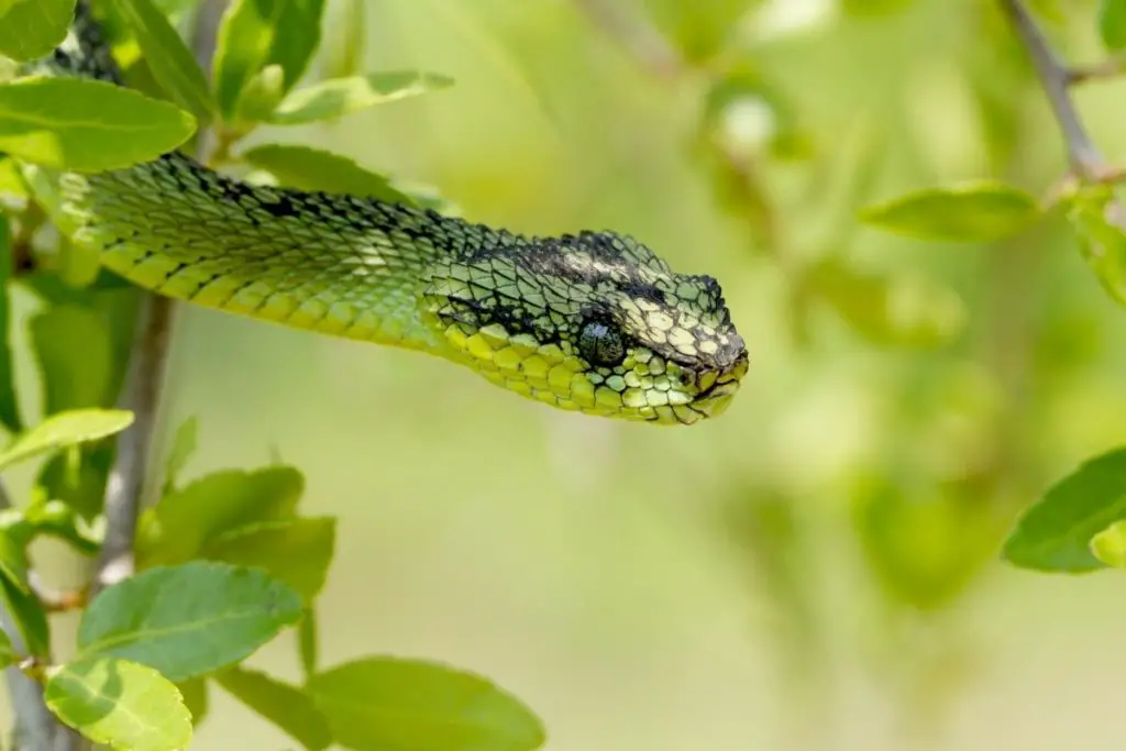 snake hunting to show how far can snakes smell 