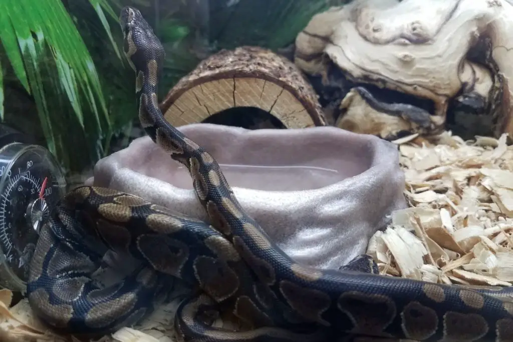 snake in tank to answer how cold is too cold for snakes 