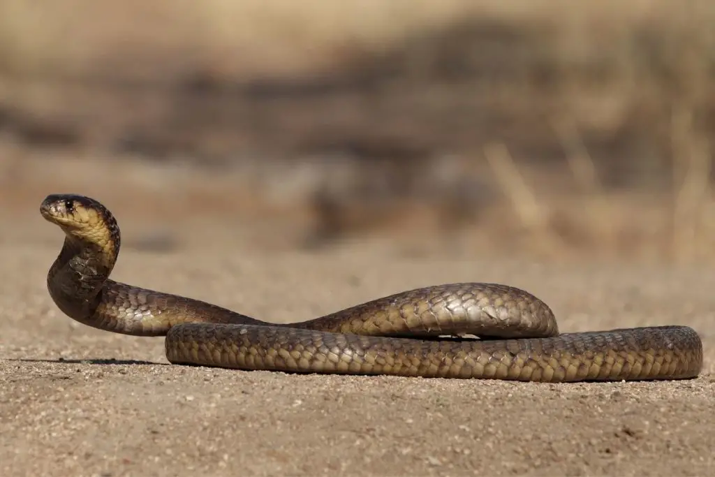 snake moving on ground to answer can snakes move on smooth surfaces 