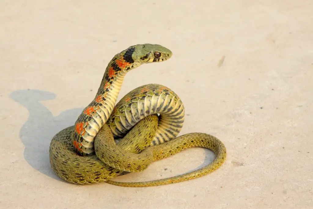 snake on the sand to answer do snakes smell fear 
