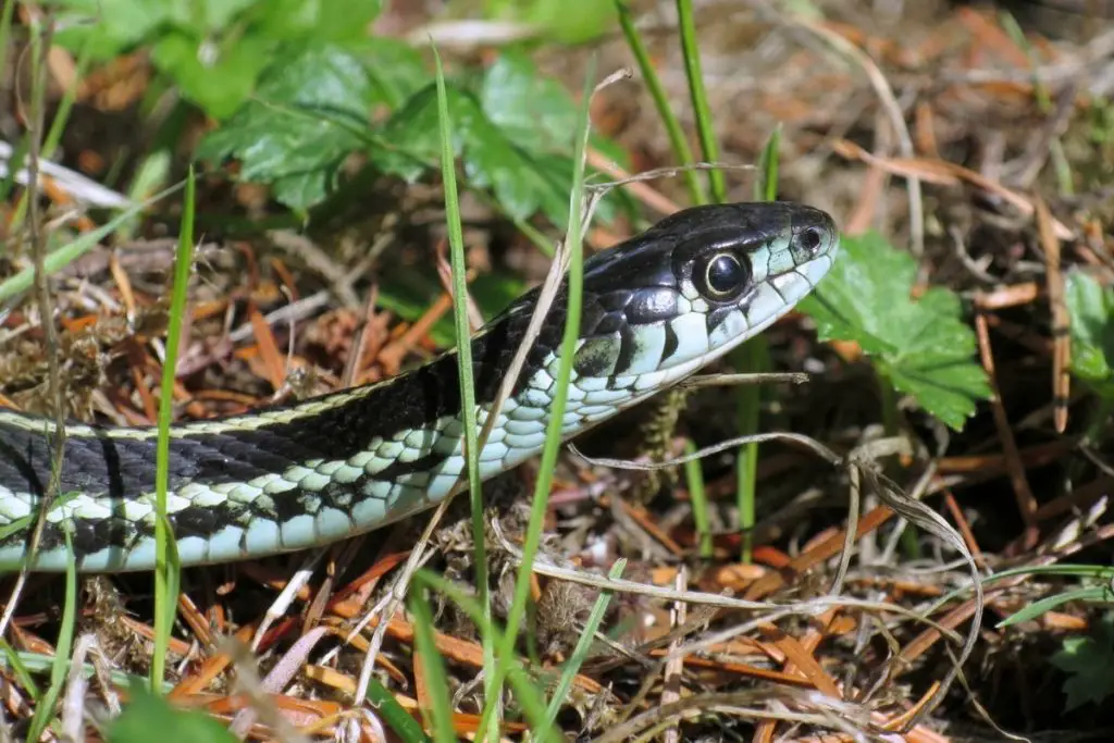 snake paying attention to sounds to answer can snakes learn their names 