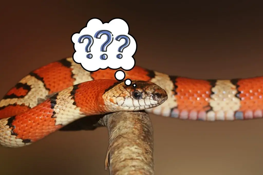 snake thinking to answer what do snakes think about 