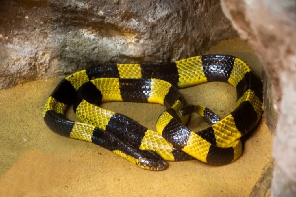 yellow snake in a cage to answer do snakes poop in the same spot 