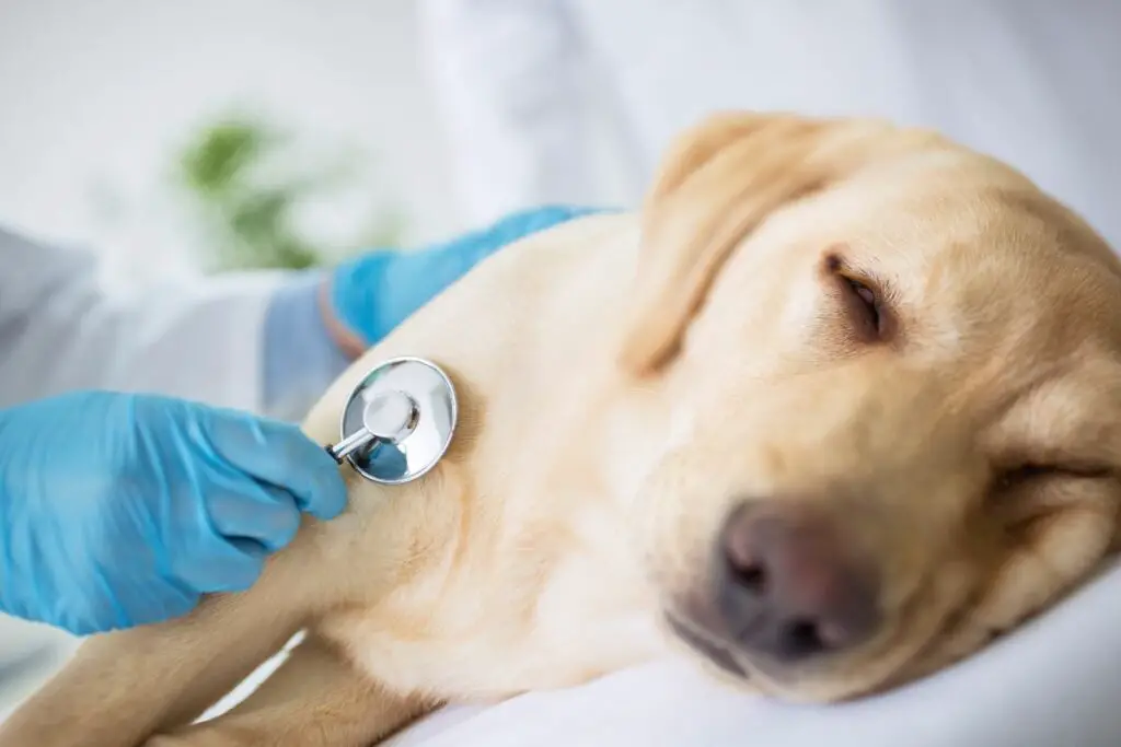 New Mystery Dog Illness 2023 Symptoms, Causes, and Everything You Need